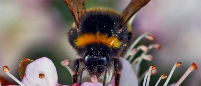 Bee in Petals Bee in Petals